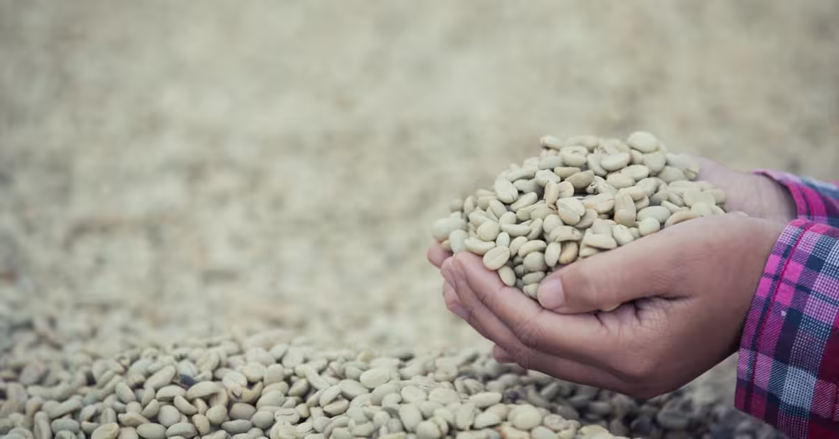 cà phê nhân còn vỏ lụa cà phê nhân còn vỏ lụa